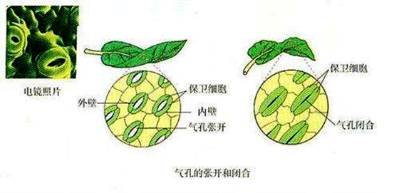 為什么植物也會感冒發(fā)燒,植物體溫變化的原因