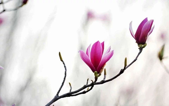 為什么植物也會感冒發(fā)燒,植物體溫變化的原因