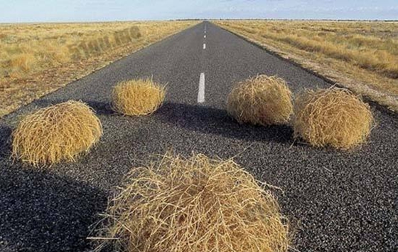 什么植物會(huì)走路,為什么有的植物會(huì)行走