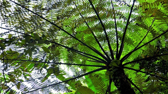 桫欏為什么不是樹,桫欏是蕨類植物之王的原因