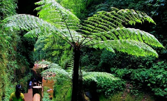 桫欏為什么不是樹,桫欏是蕨類植物之王的原因