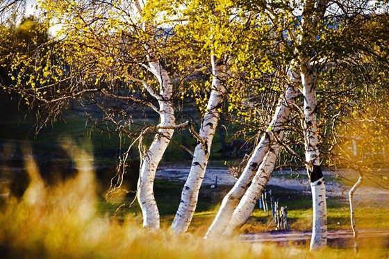 白樺樹樹皮為什么是白色的