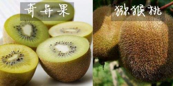 為什么說(shuō)獼猴桃是水果之王