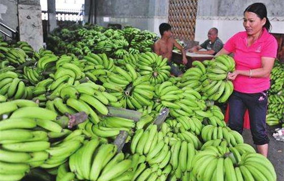 為什么水果沒有成熟就要采摘