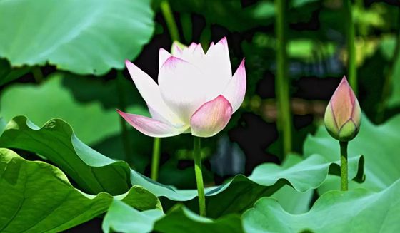 為什么荷花能生活在水中？