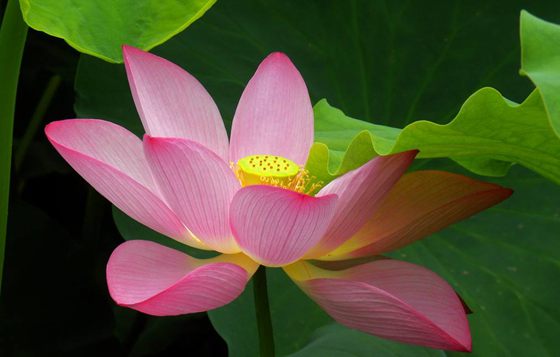 為什么荷花能生活在水中？