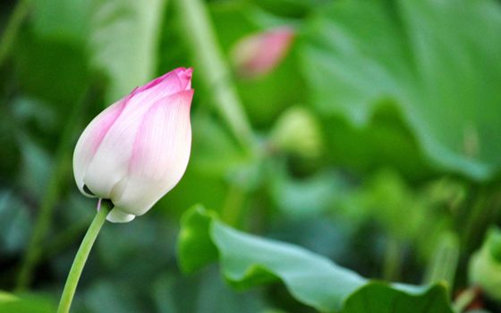 為什么荷花能生活在水中？