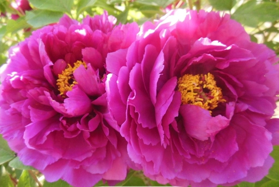 為什么牡丹被稱為花中之王？