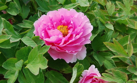 為什么牡丹被稱為花中之王？