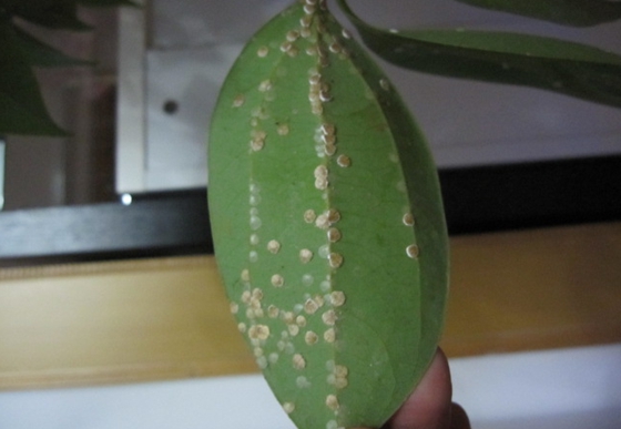 植物為什么會(huì)長(zhǎng)腫瘤,腫瘤對(duì)植物有哪些影響