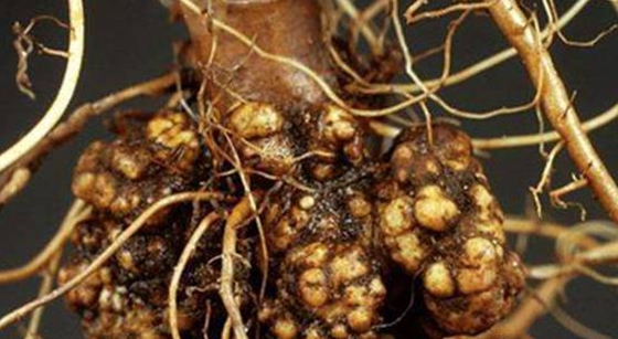 植物為什么會(huì)長(zhǎng)腫瘤,腫瘤對(duì)植物有哪些影響