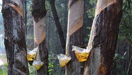 為什么松樹會產(chǎn)生松脂