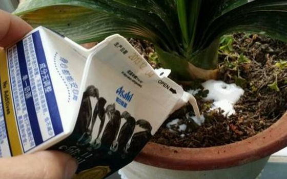 為什么夏天中午不能澆花,如何澆花才科學(xué)