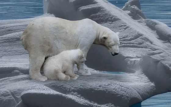 南極和北極有植物嗎？