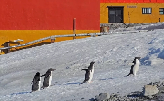 南極和北極有植物嗎？