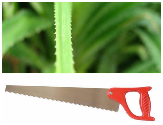 植物給人類哪些啟示,為什么說植物是天然設(shè)計師