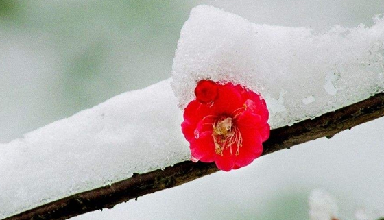 冬天樹(shù)木為什么凍不死,大樹(shù)不怕凍的原因