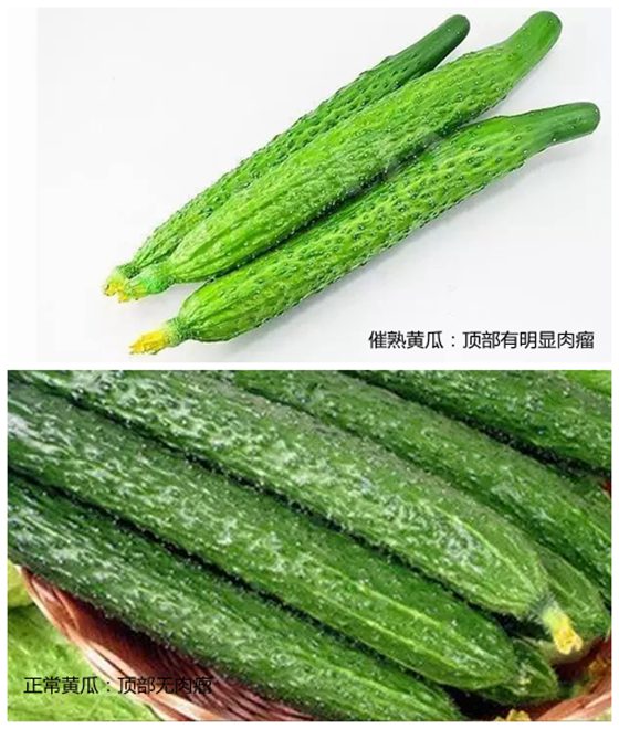 為什么有的黃瓜發(fā)苦,黃瓜苦是怎么回事