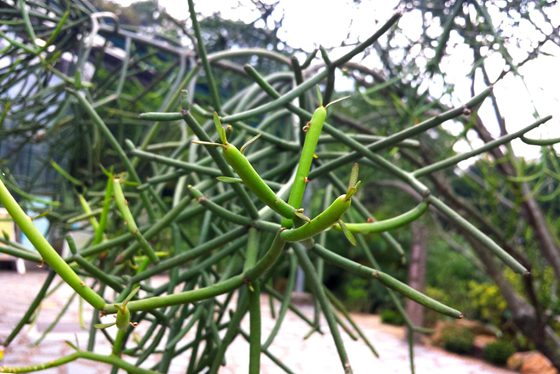 光棍樹為什么不長(zhǎng)葉子？