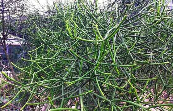 光棍樹為什么不長(zhǎng)葉子？