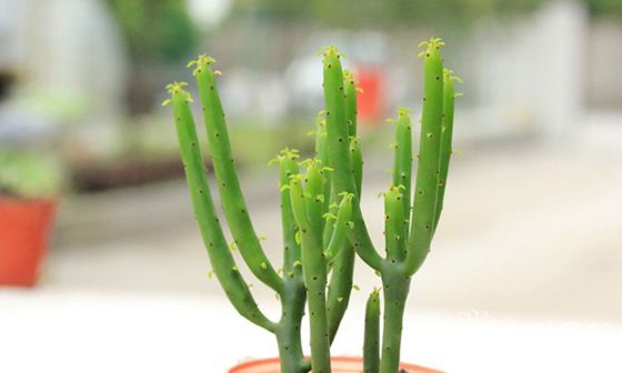 光棍樹為什么不長(zhǎng)葉子？