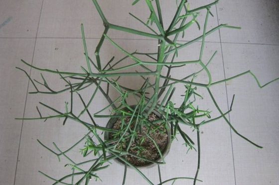 光棍樹為什么不長(zhǎng)葉子？