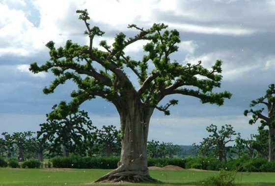 笑樹(shù)為什么會(huì)笑,笑樹(shù)發(fā)笑的原因