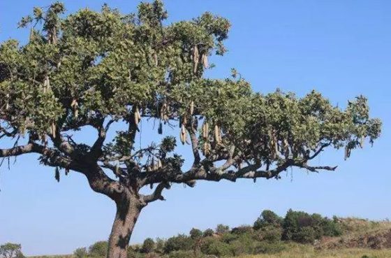 香腸樹真的可以結(jié)香腸