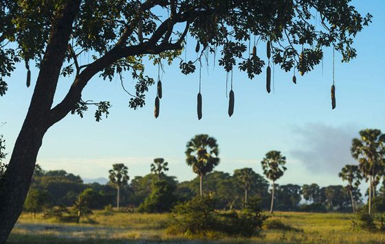 香腸樹真的可以結(jié)香腸