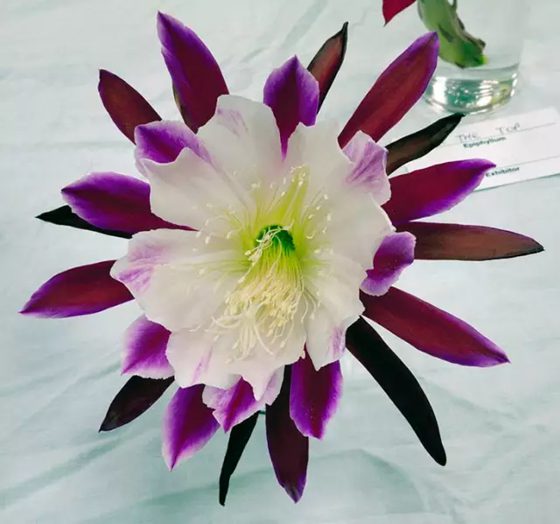 曇花為什么在晚上開,曇花一現(xiàn)是為什么