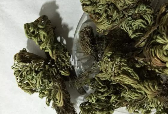 卷柏為什么有九死還魂的本領(lǐng)