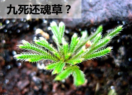 卷柏為什么有九死還魂的本領(lǐng)