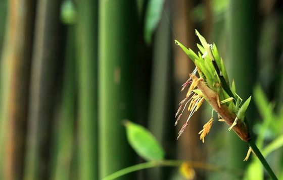 竹子開花嗎,竹子會(huì)不會(huì)開花