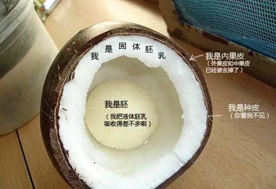 為什么椰子樹生長在海邊,椰子樹長在海邊的原因