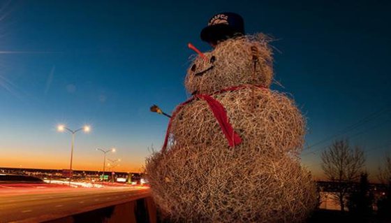 風(fēng)滾草為什么能隨風(fēng)滾動(dòng)