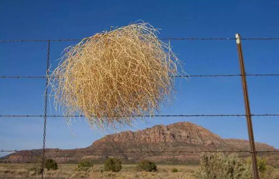 風(fēng)滾草為什么能隨風(fēng)滾動(dòng)