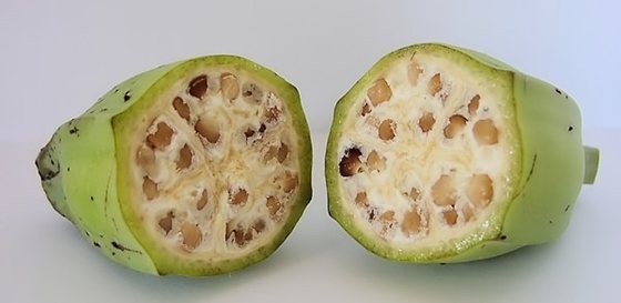 為什么香蕉沒有種子,香蕉的種子在哪里
