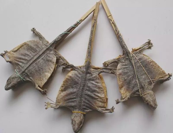 蛤蚧讀音是什么,蛤蚧是什么,蛤蚧的功效與作用