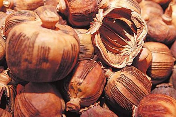 罌粟怎么讀拼音是什么,罌粟是什么,罌粟長什么樣