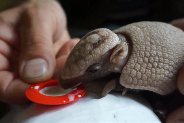 犰狳怎么讀,犰狳是什么動(dòng)物,犰狳為什么有麻風(fēng)病