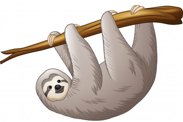 樹(shù)懶怎么讀,樹(shù)懶和考拉的區(qū)別,樹(shù)懶為什么這么慢