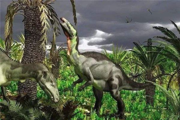 桫欏怎么讀拼音是什么,桫欏是什么植物,桫欏樹介紹