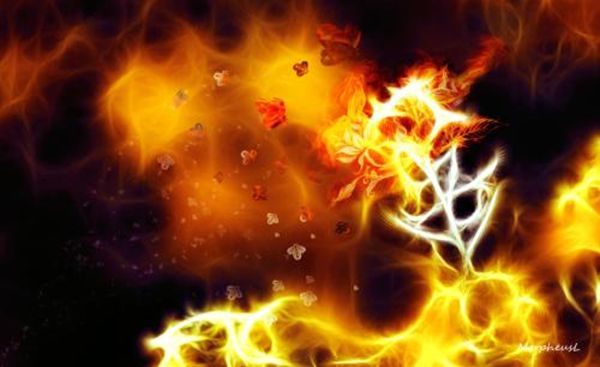 飛蛾為什么撲火,飛蛾撲火的原因是什么