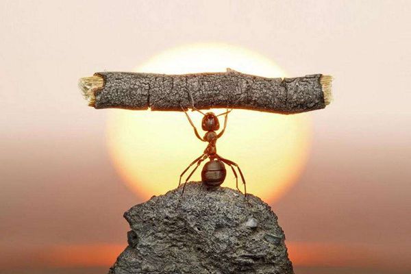 蚍蜉怎么讀拼音是什么,蚍蜉是什么,蚍蜉撼樹(shù)什么意思