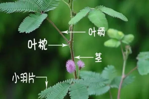 含羞草為什么會(huì)動(dòng),含羞草為什么會(huì)害羞