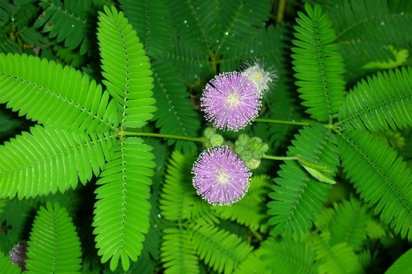 含羞草為什么會(huì)動(dòng),含羞草為什么會(huì)害羞