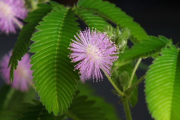 含羞草為什么會(huì)動(dòng),含羞草為什么會(huì)害羞