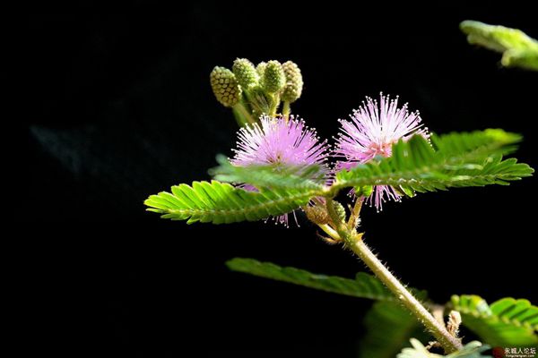 含羞草為什么會(huì)動(dòng),含羞草為什么會(huì)害羞