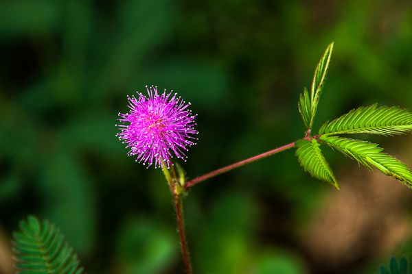 含羞草為什么會(huì)動(dòng),含羞草為什么會(huì)害羞