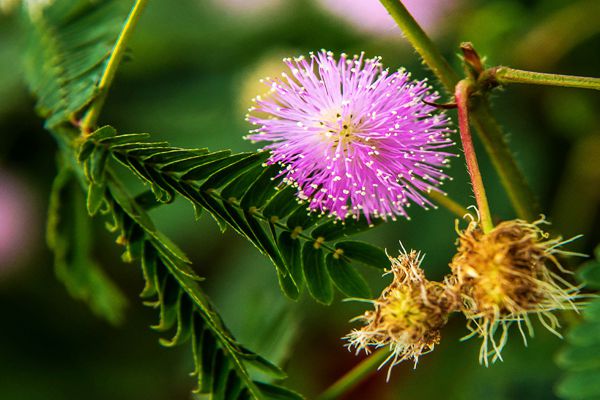 含羞草為什么會(huì)動(dòng),含羞草為什么會(huì)害羞